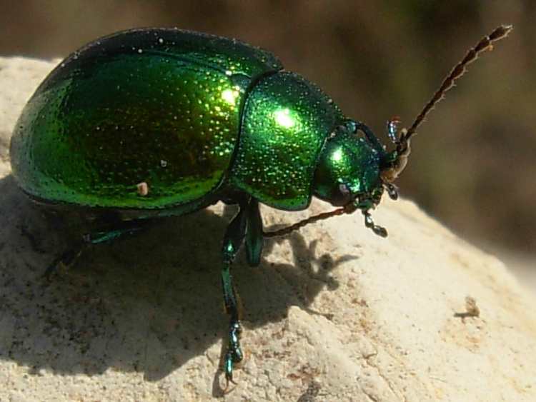 Oreina sp.? Chrysolina herbacea